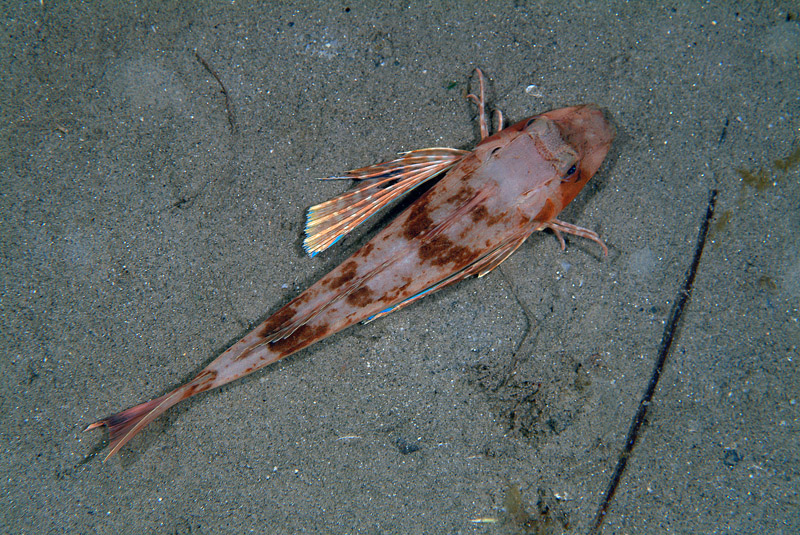 Chelidonichthys lucerna